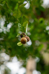 Calamansi orange fruit drying on a tree