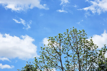 Tree tops with white cloud and blue sky background.