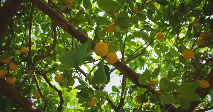 A lemon tree branch with bright yellow lemons hanging amidst lush green leaves on a sunny day.