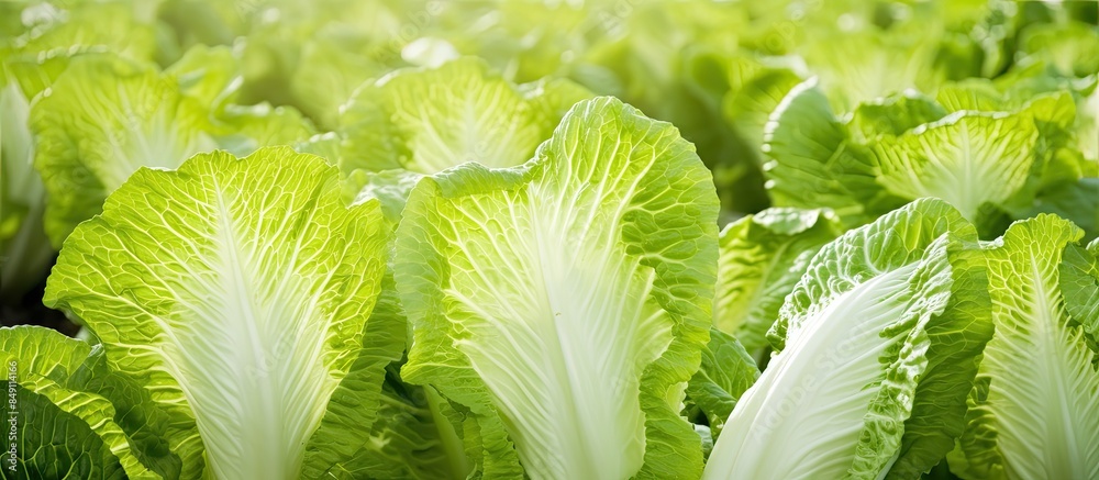 Poster Chinese cabbage in a vegetable garden. Creative banner. Copyspace image