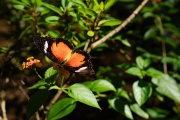 Danaus chrysippus Butterfly orange Monarch in Siquijor Butterfly Sanctuary, Philippines