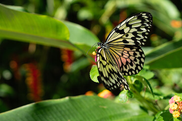 Butterfly orange Monarch in Siquijor Butterfly Sanctuary, Philippines