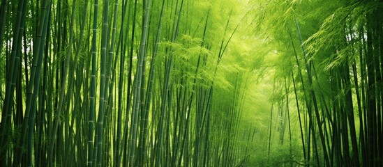 densely photographed green bamboo trees. Creative banner. Copyspace image