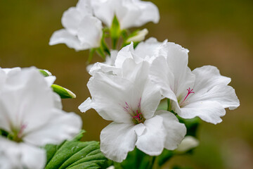 Obraz premium White geranium flower. Ceylanözü geranium. Turkish name: Canan flower.