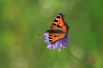 Obraz premium Butterfly on flower, colorful details on wings