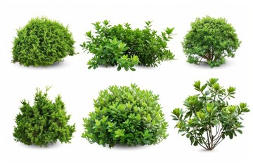 set of green garden bushes isolated on white background