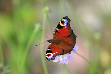 Peacock butterfly, Aglais io, one of the most beautiful butterflies in Europe