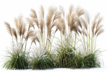 set of miscanthus sinensis ornamental grass bushes isolated on white realistic 3d rendering