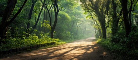 Obraz premium Pathway in a beautiful forest. Creative banner. Copyspace image