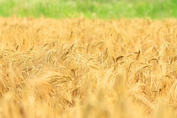 Mature barley in the field, ready for harvest