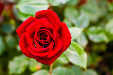 red rose in garden