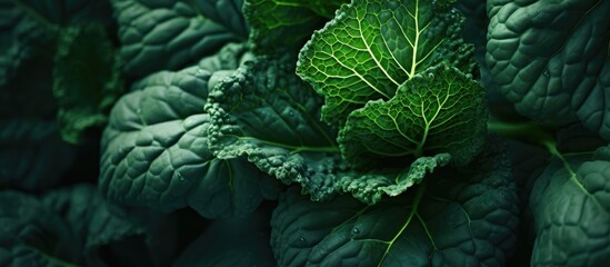 Obraz premium Green cauliflower leaves closeup in autumn. Creative banner. Copyspace image