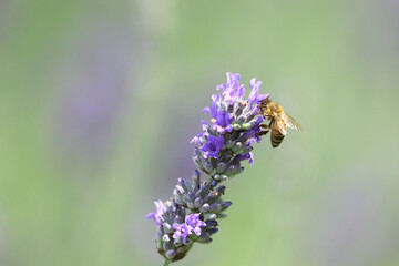 Bee pollination of lavender flowers