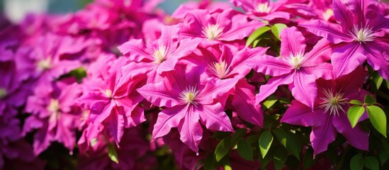 Naklejka premium Hot Pink Clematis. Creative banner. Copyspace image