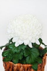 White chrysanthemum flower in a flower pot on a white background