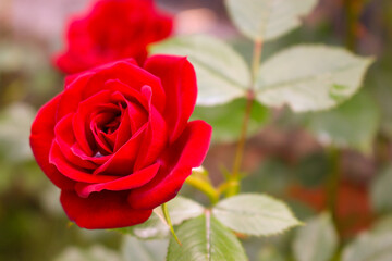 red rose in garden