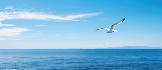 Fototapeta premium Seagull flying in the sky over sea. Creative banner. Copyspace image
