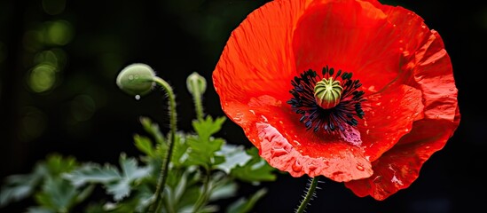 red poppy flower macro detail garden botany. Creative banner. Copyspace image