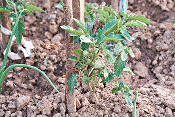 Seedlings of tomatoes in the ground on a support outdoors on the site. Countryside.