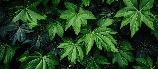 abstract background of papaya leaves. Creative banner. Copyspace image