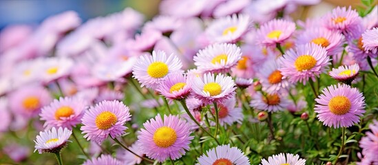 Fototapeta premium Garden fleabane in full bloom in summer. Creative banner. Copyspace image