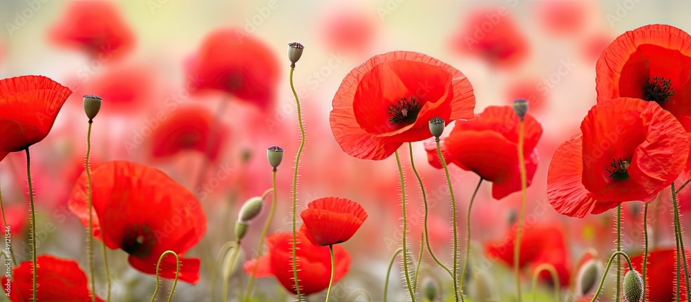 Poster red poppies in a field. creative banner. copyspace image