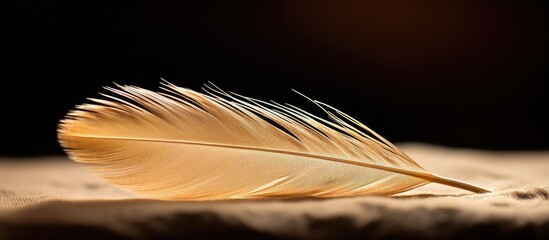 Small bird feather under magnification Macro. Creative banner. Copyspace image