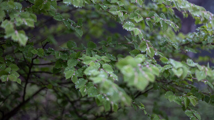 雨に濡れた植物