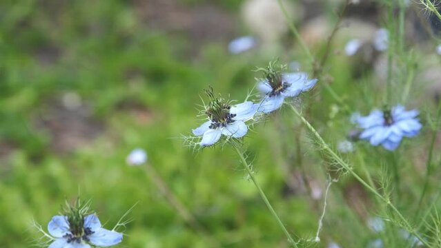 A bee forages around a black cumin flower. The background is blurred.