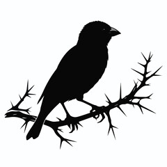 bird vector silhouette illustration