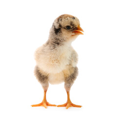 One cute chick isolated on white. Baby animal
