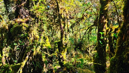 trees with fern and moss tropical forest landscape in northern Thailand.