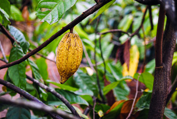 Ripe cacao fruit, cacao pod on cocoa tree plant fruit plantation