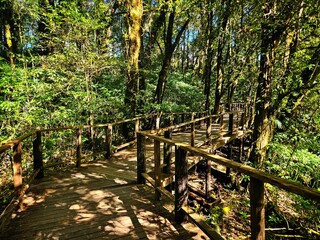 wood walk way bridge in the tropical forest in northern Thailand nation park.