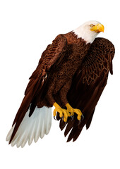 3D Rendering Eagle on White