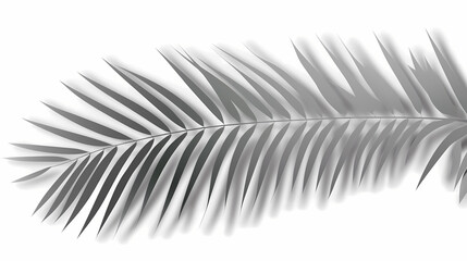 Realistic transparent shadow from a leaf of a palm tree on the white background. Tropical leaves shadow. Mockup with palm leaves shadow.