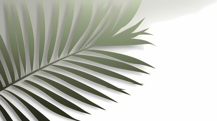 Realistic transparent shadow from a leaf of a palm tree on the white background. Tropical leaves shadow. Mockup with palm leaves shadow.