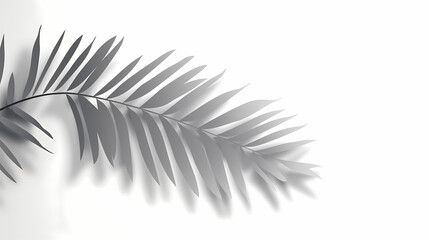 Obraz premium Realistic transparent shadow from a leaf of a palm tree on the white background. Tropical leaves shadow. Mockup with palm leaves shadow.