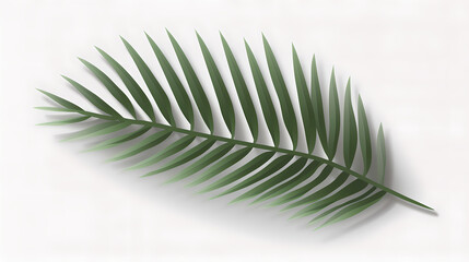 Realistic transparent shadow from a leaf of a palm tree on the white background. Tropical leaves shadow. Mockup with palm leaves shadow.