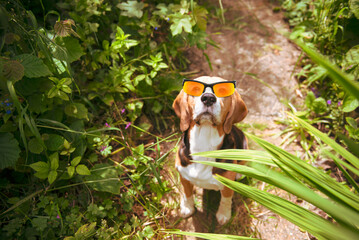cute beagle dog resting in the garden in summer