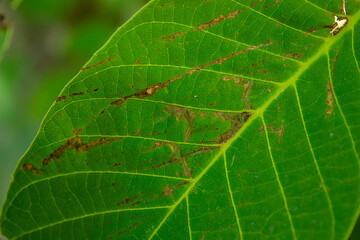 Closeup of a walnut tree leaf with disease