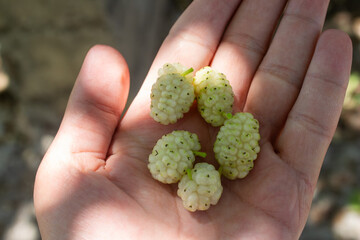 Mulberries in a hand, closeup