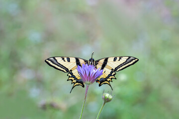 Tiger Swallowtail butterfly (Papilio alexanor) on plant