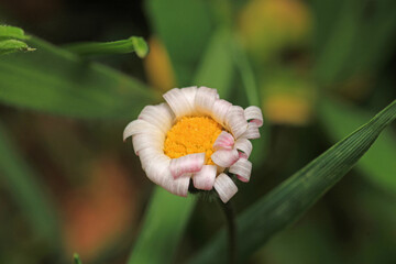 Natural Bellis Perennis Macro Photo © Recep