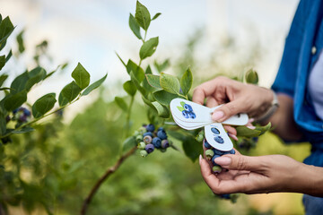 Female hands measure the girth of first-class blueberries.