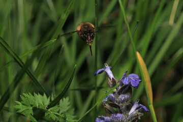 honey bee photo in natural pumpkin flower