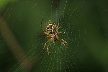 mangora acalypha spider macro photo