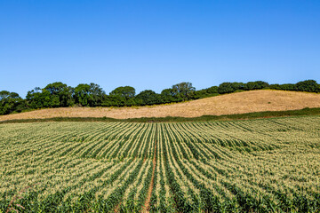 A summer farm landscape with crops growing in a field and a blue sky overhead