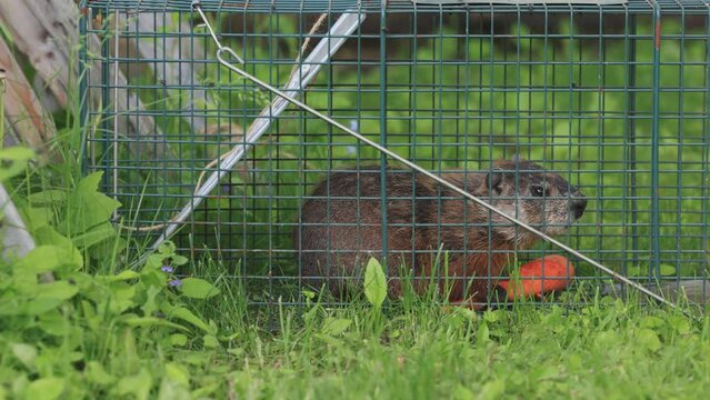 Une marmotte dans une cage	