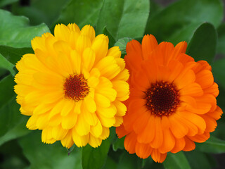 Zwei Ringelblumenblüten